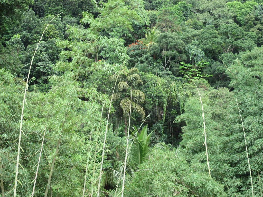 Nature Walk Resort Kandy Exteriör bild
